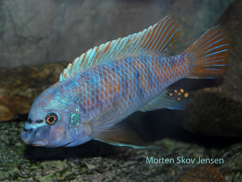 Labeotropheus fuelleborni 'Chiwi Rocks'
